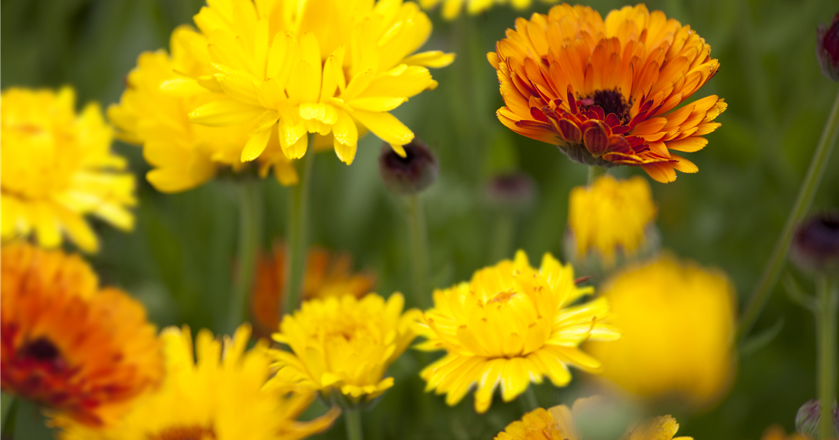 Blumen direkt aussäen DBIA Gärtnerei Fortmann