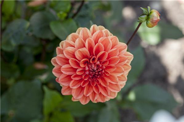 Dahlien: verblühtes abschneiden