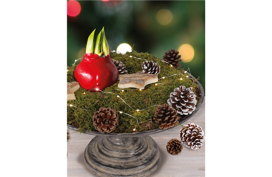 Stiel-Ikone Amaryllis