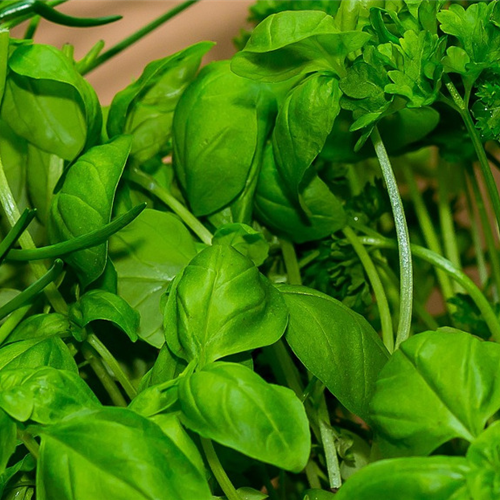 Gartenkalender Januar 2026