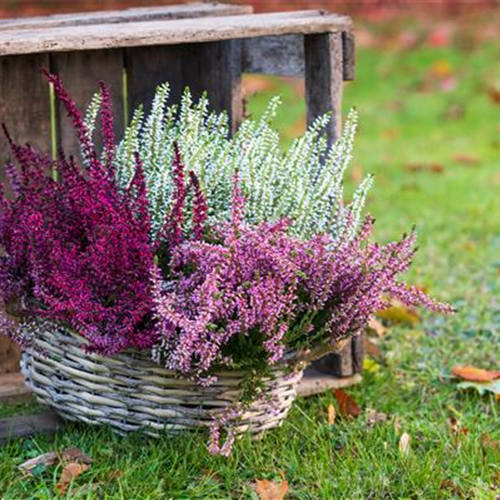 Gartenkalender September 2026