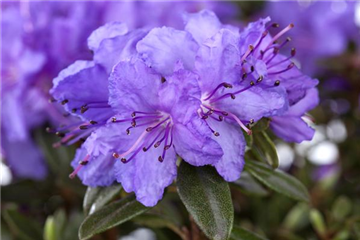 Rhododendren pflanzen
