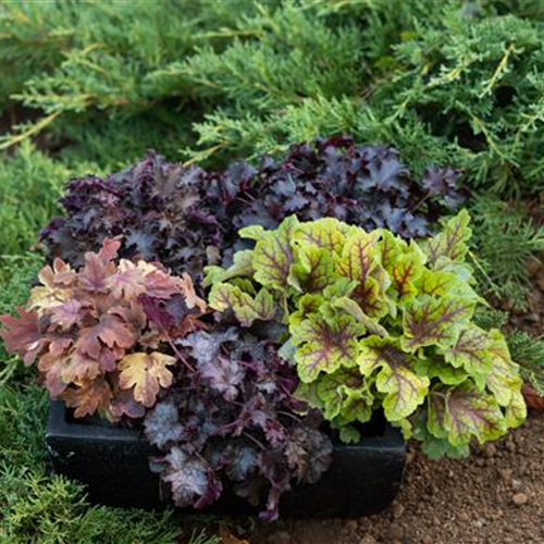 Gartenkalender Oktober 2026