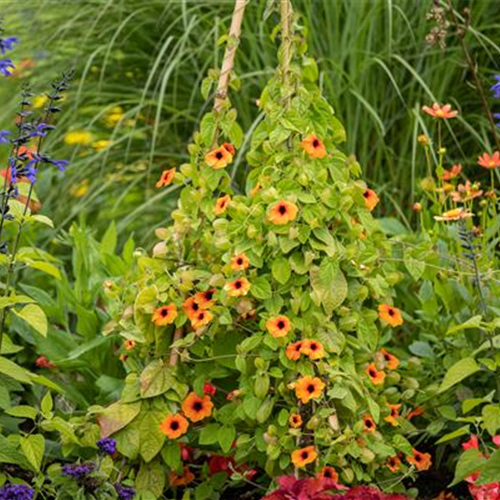 Gartenkalender Juni 2026