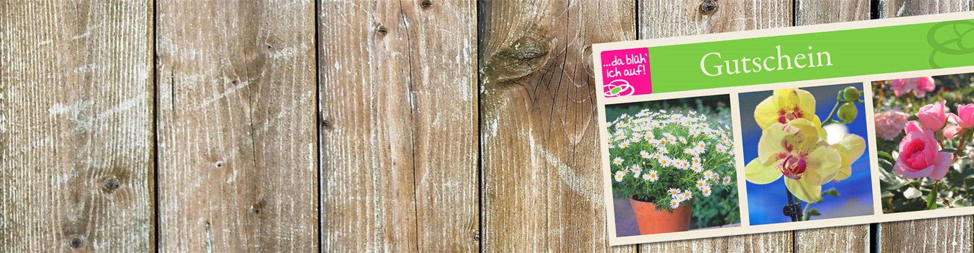 Gartenfreude zu verschenken!